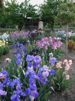 /album/galerie-de-photos-floraisons/jardin-du-cabanon-07-500-jpg1/